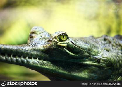 gavial crocodile close up macro