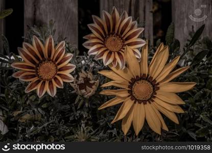 Gazania (Frosty Kiss), Yellow and Orange Gerbera flower close up with green leaves at the edge of a wooden fence. African flower.