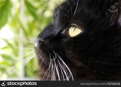 gaze cat. close-up of muzzle of black gaze cat