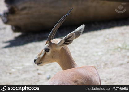 Gazelle walking in the Sun
