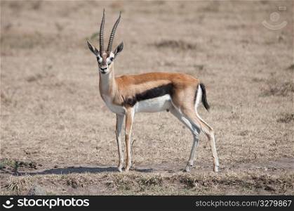 Gazelle wildlife in Kenya