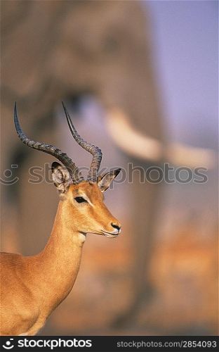 Gazelle with elephant in background