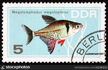 GDR - CIRCA 1966: a stamp printed in GDR shows Megalamphodus Megalopterus, Tropical Fish, circa 1966