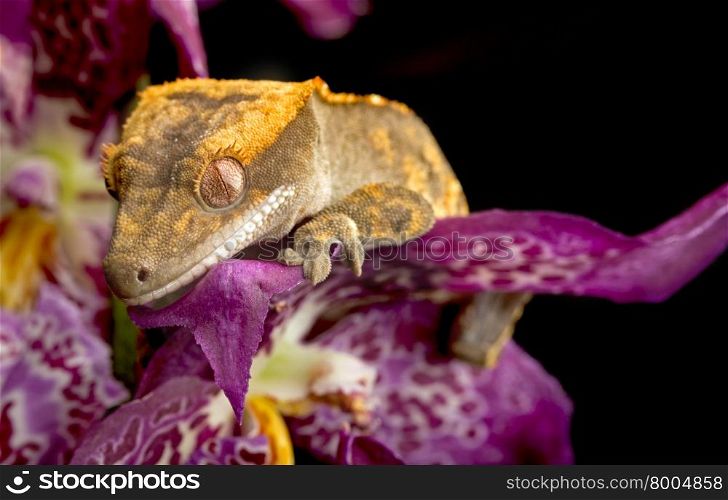 Gecko Climbing Purple Orchids