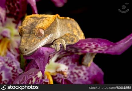 Gecko Climbing Purple Orchids