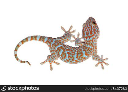 gecko isolated on white with clipping path