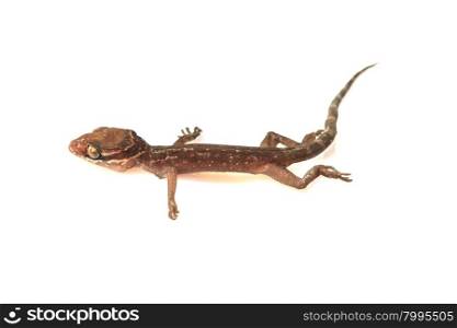 Gecko lizard from trpical forest isolated on white background, Cyrtodactylus oldhami