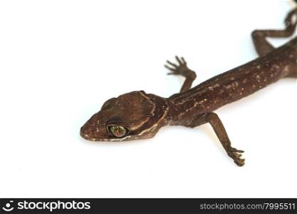Gecko lizard from trpical forest isolated on white background, Cyrtodactylus oldhami