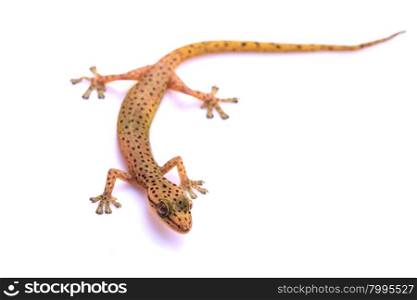 Gecko lizard from trpical forest isolated on white background, Hemiphyllodactylus sp