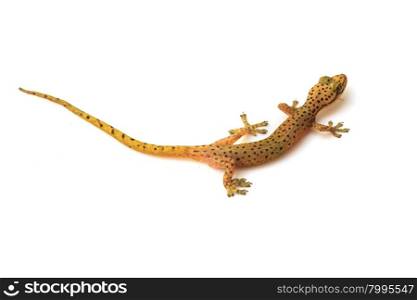Gecko lizard from trpical forest isolated on white background, Hemiphyllodactylus sp