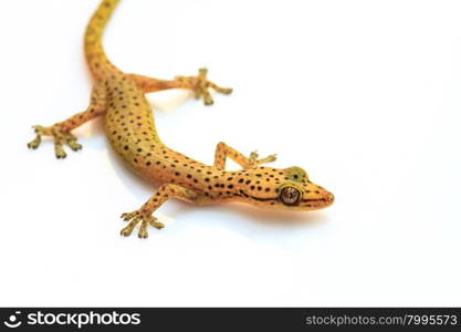 Gecko lizard from trpical forest isolated on white background, Hemiphyllodactylus sp