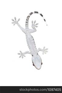 gecko lizard on glass isolated on a white background with clipping path, image of underside body