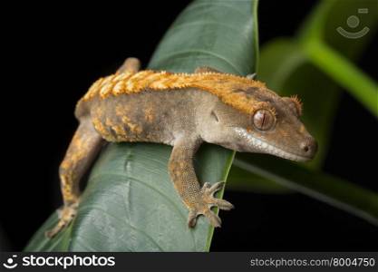 Gecko on Leaves