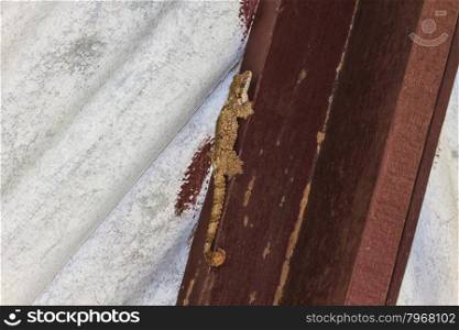 gecko on the wall, Smooth-backed Gliding Gecko or Ptychozoon lionotum
