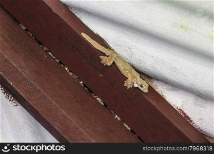 gecko on the wall, Smooth-backed Gliding Gecko or Ptychozoon lionotum