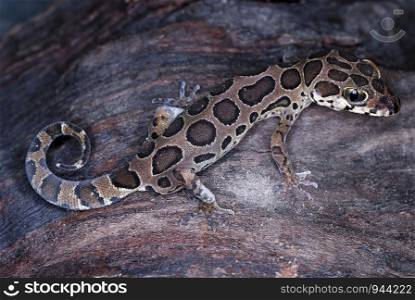 Geckoella collagelensis. a beautiful small sized ground gecko which is extremely difficult to spot as it keeps to the left litter.Maharashtra. India