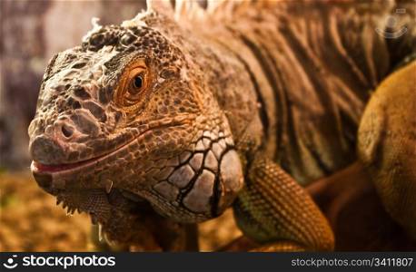 Geen Iguana: complete classification Iguana Iguana - Reptilia - Squamata - Saura