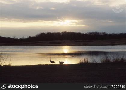 Geese at edge of Pond At Sunset