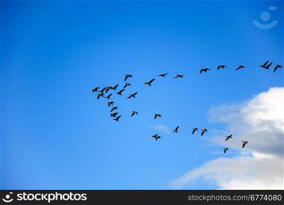 Geese, brent goose, flying in formation at a blue sky