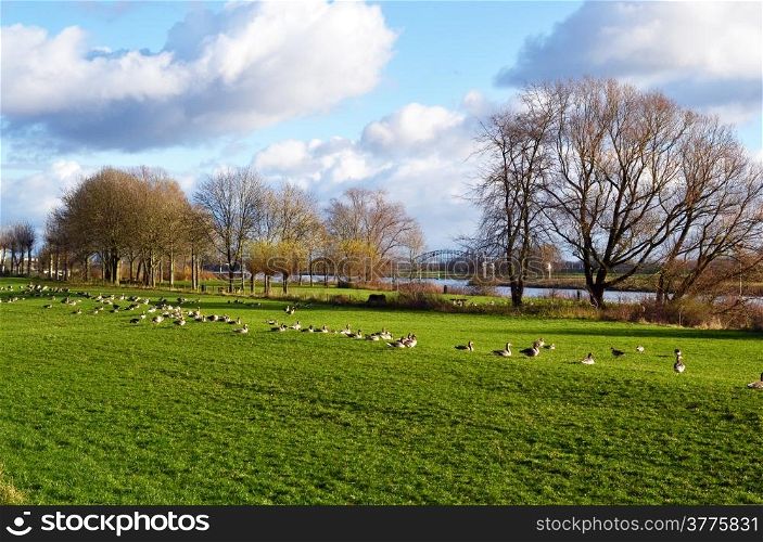 Geese graze in the floodplains along the Rhine Arnhem, Hevea village, The Netherlands.