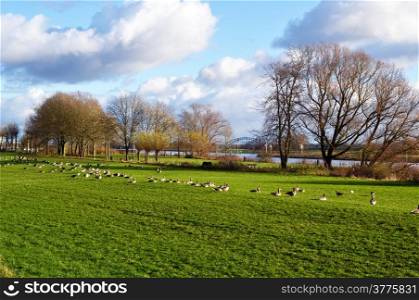 Geese graze in the floodplains along the Rhine Arnhem, Hevea village, The Netherlands.