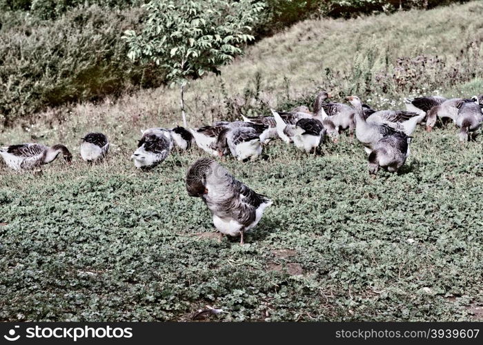 Geese Grazing on a Hillside in France, Retro Image Filtered Style