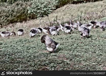 Geese Grazing on a Hillside in France, Retro Image Filtered Style