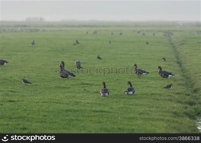 geese in a grassy field