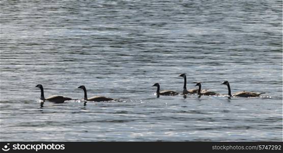 Geese in a lake, Lake of The Woods, Ontario, Canada