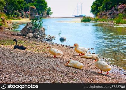 geese on the bank of the river in Ancient Olympos