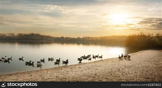Geese on the pond at autumn sunset