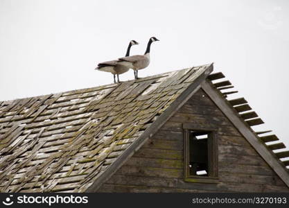 Geese perched on top of dilapidated roof