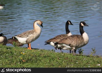 geese standing in a meadow near a lake