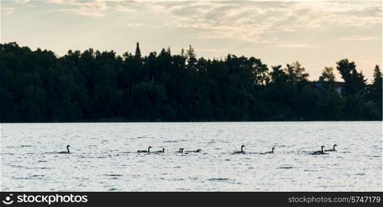Geese swimming in a lake, Kenora, Lake of The Woods, Ontario, Canada