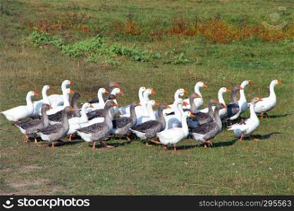 Geese walking on field in countryside in summer. Flight of house geese in village. Farm birds. Geese walking on field in countryside in summer