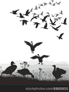 Geese - winged migration
