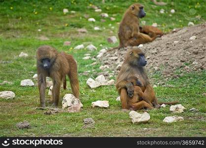 Gelada baboon troop