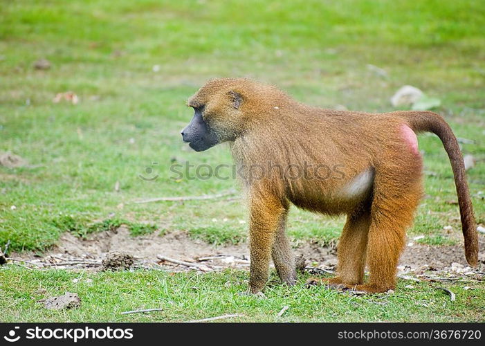 Gelada baboon troop