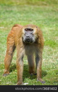 Gelada baboon troop