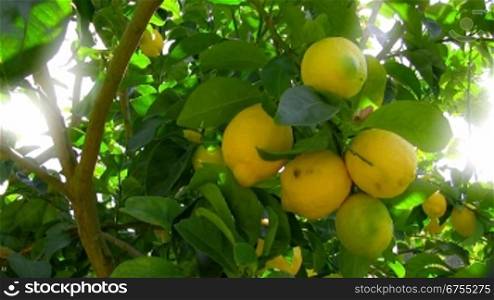Gelbe und noch leicht grnnliche Zitronen hSngen an einem Zitronenbaum.