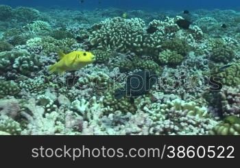 Gelber Kugelfisch (Tetraodontidae) und Perlhuhn-Kugelfisch (Arothron meleagris)am Korallenriff.