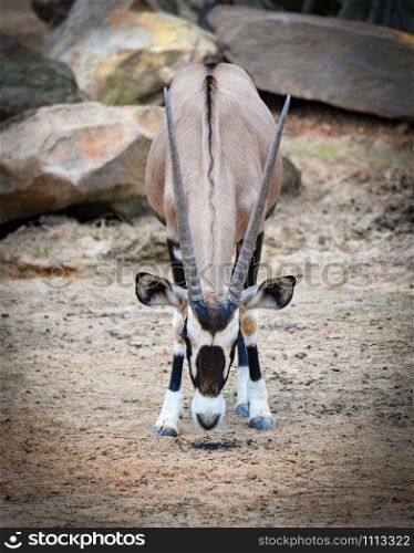 Gemsbok antelope / Oryx gazella animals wildlife south africa