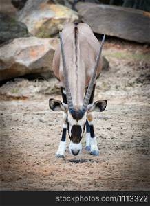 Gemsbok antelope / Oryx gazella animals wildlife south africa