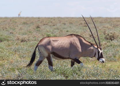 Gemsbok antelope (Oryx gazella), Etosha national park, giraffe in the background