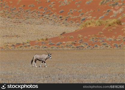 Gemsbok antelope (Oryx gazella), Namib desert, Namibia