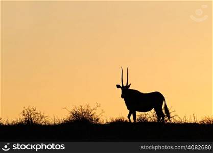 Gemsbok antelope (Oryx gazella) silhouetted against a red sky, Kalahari desert, South Africa&#xD;
