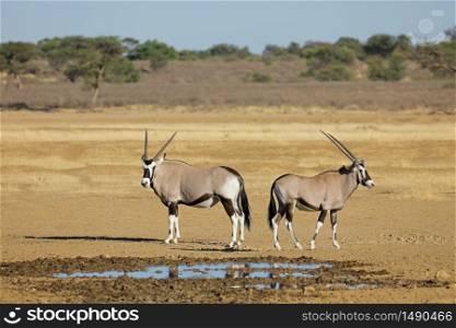 Gemsbok antelopes (Oryx gazella) at a waterhole, Kalahari desert, South Africa