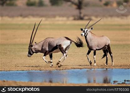 Gemsbok antelopes (Oryx gazella) at a waterhole, Kalahari desert, South Africa