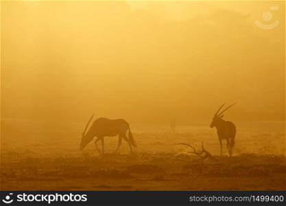 Gemsbok antelopes (Oryx gazella) in dust at sunrise, Kalahari desert, South Africa