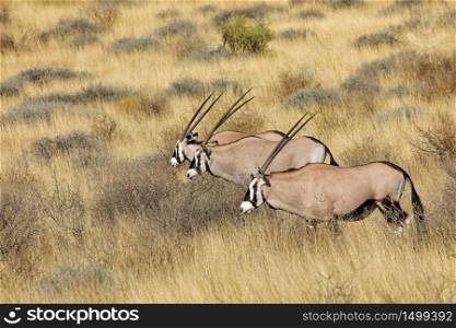 Gemsbok antelopes (Oryx gazella) in natural habitat, Kalahari desert, South Africa